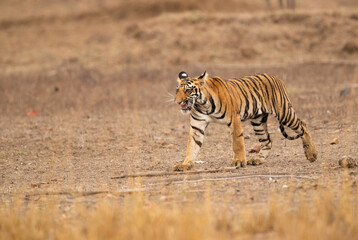Fototapeta na wymiar Closeup of Tigress Choti Tara cub, Tadoba Andhari Tiger Reserve, India