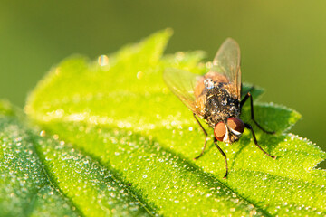 Fliege im Morgentau 