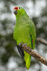 Perched Red Crowned Parrot Amazona viridigenalis in Costa Rica