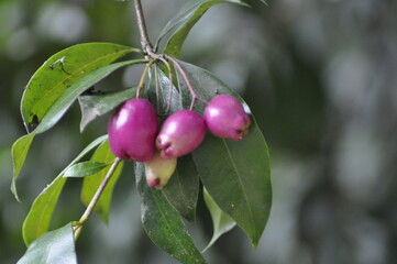 Fruto - flor | Jardin botánico
