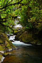 Tropical rainforest jungle stream with waterfall at Poas volcano Costa Rica