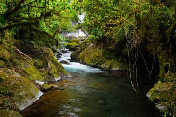 Naklejka na ściany i meble Thick tropical rainforest jungle and stream with waterfall at Poas volcano Costa Rica