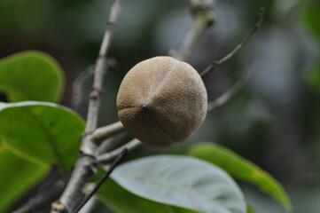 Fruto - flor | Jardin botánico