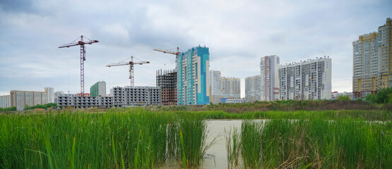 reed on a lake, residential highrise buildings. water of the countryside. wild nature. green swamp