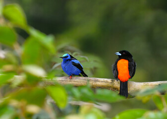 Red Legged Honeycreeper and Male Cherries Tanager perched on a branch in Costa Rica