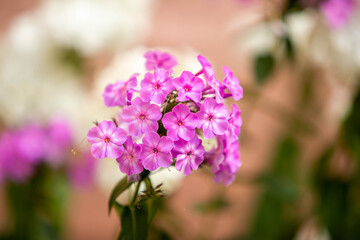 Obraz premium close up of lilac flowers in garden