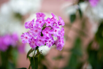 Obraz premium close up of a lilac flower