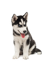 Cute siberian husky puppy is sitting on white background isolated. Interesting playful little puppy of serbian husky with blue eyes