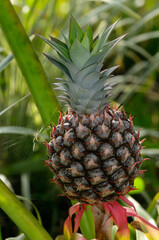 Spider with web on a pineapple in Costa Rica