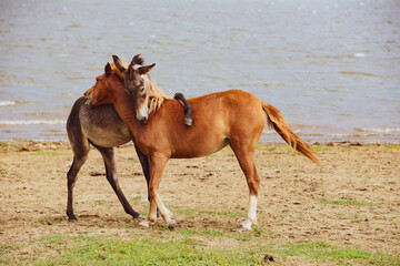 Obraz premium fighting horse with jackass or friends ?