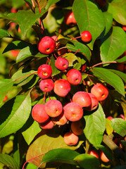 red small fruits of crab apple Malus purpurea tree