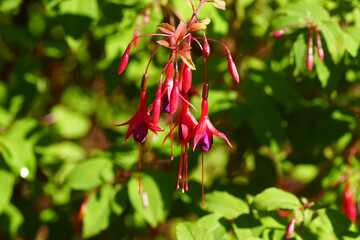 Fuchsia (Fuchsia magellanica 'Riccartonii'). Willowherb family, Evening Primrose family...