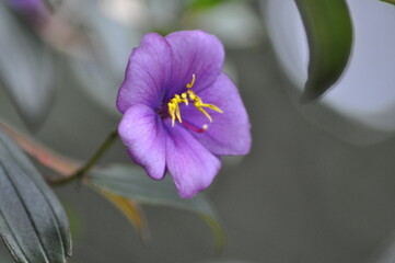 Fruto - flor | Jardin botánico