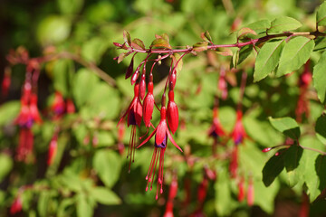 Fuchsia (Fuchsia magellanica 'Riccartonii'). Willowherb family, Evening Primrose family (Onagraceae). September, in a Dutch garden.