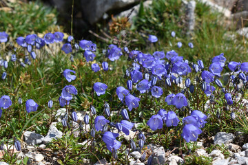 Glockenblume, Campanula, in den Alpen, Almblume, Gebirgsblume in hellblau