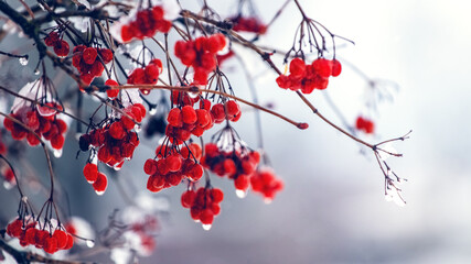 Wet berries of viburnum in winter during the thaw on a blurred background