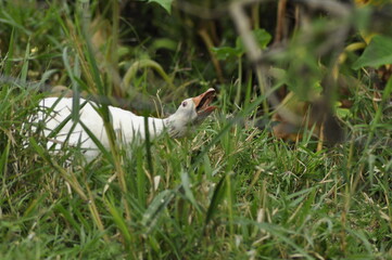 Campo | Aves - pato