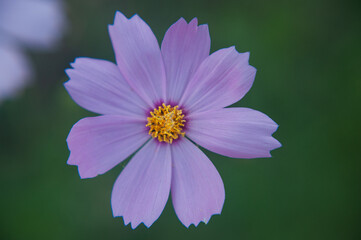Fototapeta premium Cosmos bipinnatus, garden cosmos, Mexican aster, Kosmeya double-feathered
