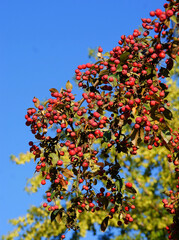 red small fruits of crab apple Malus purpurea tree