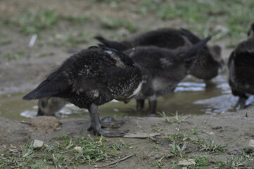 Campo | Aves - pollos
