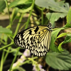 A close up of a Butterfly