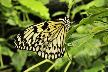A close up of a Butterfly