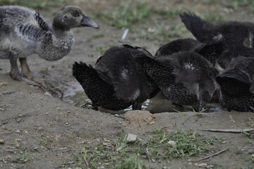 Campo | Aves - polluelos