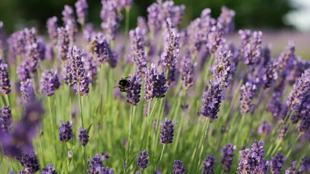 Blooming lavender flowers sway in the wind. Bees working on lavender flowers. Blooming violet fragrant lavender flowers. Slow motion. Nature background.