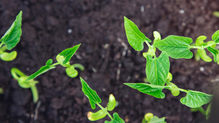Close-up of green bean sprouts growing in the ground. Blurry background. The view from the top