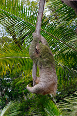 Brown throated Three toed Sloth hanging at the end of his rope in Costa Rica