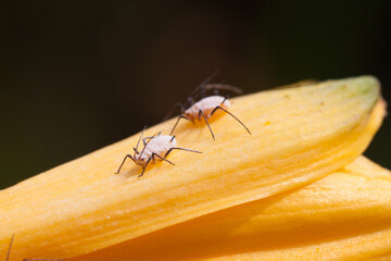aphids on the green plant leaf, in the wild