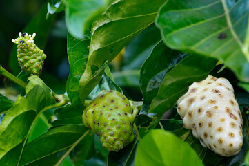 Three stages of Noni fruit development in a tropical rainforest