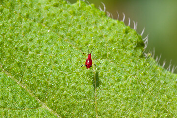 aphids on the green plant leaf