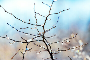 Ice covered tree branch on a blurred background in sunny weather
