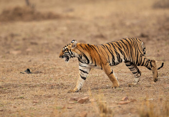 Fototapeta na wymiar Tigress Choti Tara cub on walk, Tadoba Andhari Tiger Reserve, India