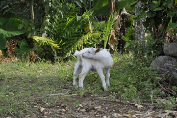 Obraz premium Campo | cabrito