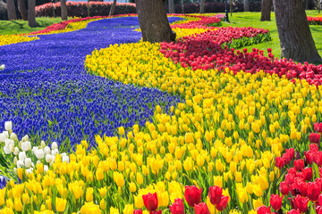Tulips and Tree Trunks in Istanbul, Turkey