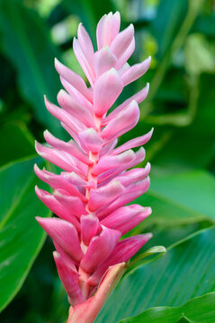 Pink ornamental ginger flower with green leaves in a tropical garden
