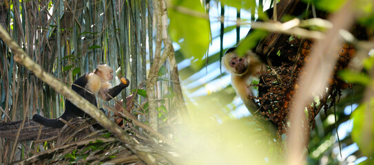 Capuchin monkeys feeding on date palm fruit in Osa Peninsula Costa Rica