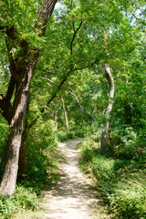 path in the forest 