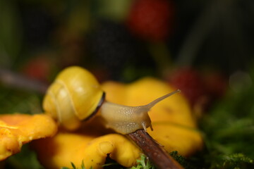A small snail crawling on green autumn mushrooms in the forest