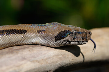 Close up view of the head of a boa constrictor flicking the tongue in Costa Rica