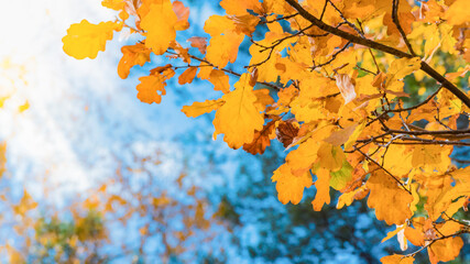 Colorful autumn leaves on a soft background on a sunny day