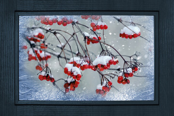 Red bunches of viburnum in winter outside the window during a snowfall