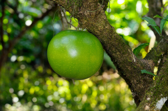Green unripe fruit of the Calabash tree Crescentia cujete in Costa Rica