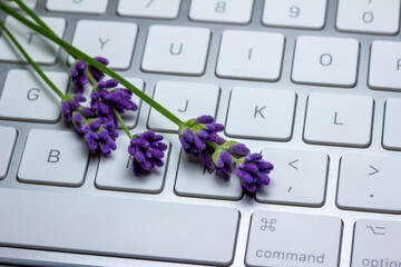 Close up view of fresh lavender bud sprigs brightening up a gray computer keyboard workspace, on white background with copy space