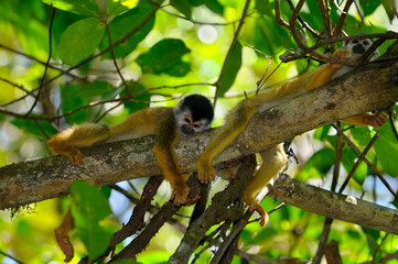 Common squirrel monkeys resting on a tree branch in the rainforest of Costa Rica