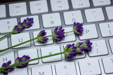 Close up view of fresh lavender bud sprigs brightening up a gray computer keyboard workspace, on white background with copy space