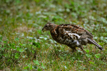 Partridge (Ruffed Grouse) in Canadian forest in Quebec