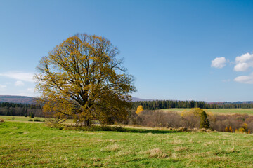 Samotne drzewo na polanie jesienią